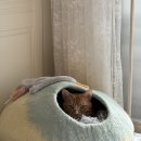 굿모닝 아침발레 이미지
