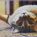 라비동물병원 이미지