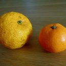 유자향기2 이미지