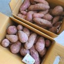 화산고구마 이미지