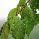 밝은한의원 이미지