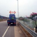 배롱나무 특화거리 이미지