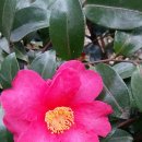 동백농장 이미지