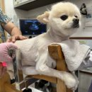 쿨펫 양·한방 동물병원 이미지