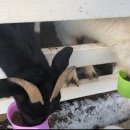 산울림목장 이미지