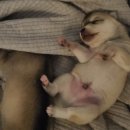 콜드베이켄넬 이미지