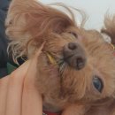 위드마이베스티 이미지