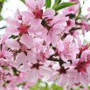 행복하면 이미지