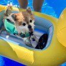 대천로뎀펜션 | [태안여행] 강아지랑 함께 갈 수 있는 서해안 해수욕장! 꽃지해수욕장/태안여행/해수욕/애견튜브/여름휴가