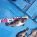 광어한마리 이미지