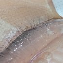 수출대로-25 | 속눈썹 펌 잘하는 곳 구미 비산 신평동 속눈썹펌