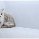 강아지와 고양이 이미지