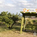 감귤박물관 티스토리