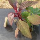 로이농장2 이미지