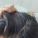 검정머리 | 내돈내산 메이플루트 한달간의 솔직후기 흰머리를 검정머리