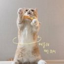 옷고르는고양이
