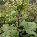 나래민박