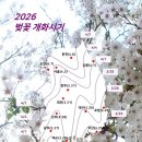 오전댐 왕벚나무 | 2026 벚꽃 개화시기 총정리 🌸 전국 개화·만개 날짜 &amp; 서울·제주·진해 명소까지 한눈에