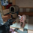 콩이묘묘 이미지