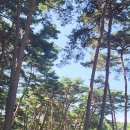 💚고국여행 시리즈 제1탄💚..... 태안 안면도 자연휴양림과 수목원. 🌳🌲🌿🌳🍀🌲🌿🌲🌿🌳 이미지