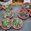 양문5일장 이미지