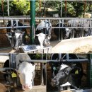 영주목장 이미지