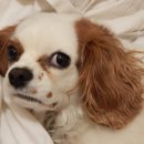 모현동물병원 이미지