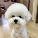 몽실몽실펫살롱 네이버블로그