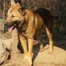 대조-008 이미지