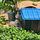 율이네펫 | [태안 애견동반펜션] 조용하고 깔끔했던 율이네집, 가족여행 숙소로 좋아요