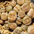 할리농장 이미지