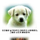 강아지와 고양이 이미지