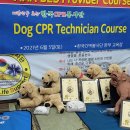 Dog CPR Technician Course------ 6월5일 이미지