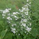 불정자연휴양림 이미지