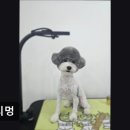 토리멍 | (수원, 강아지, 고양이, 애견미용, 추천!) 토리멍 애견미용 토리멍, 믿고 맡길 수 있어요