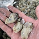 수산물유통시설관리사업소 냉동 | 🦪통영 제철 생굴의 진수! 일공푸드 생산자직판 하프셀·석화·냉동굴 1kg으로 즐기는 바다의 신선함