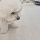 다솜애견 이미지