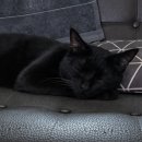 VIP 동물의료센터 | 청담동 동물병원 VIP고양이의료센터에 급성 장염으로 입원한 후기