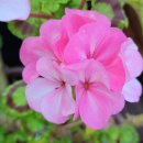 로즈화이트 이미지