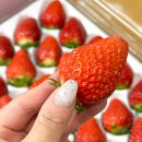 신흥농장 | 전국1등 무농약 진주금실딸기🍓 <안씨베리> 산지직송 구매후기