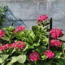 향기 나는 세탁소 이미지