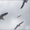 해와 바다 오마이뉴스