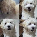 부르주화 펫 이미지