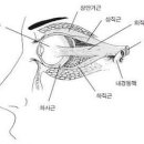 눈 피로, 시력저하, 노안, 눈질환에 도움 이미지