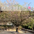개심사입구 주차장 | 서산 개심사 청벚꽃 보러 재방문 4월 26일 실시간 만개상태는 언제까지? / 방문팁