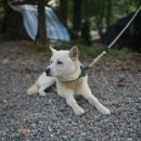 풀냄새꽃향기 이미지