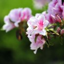 본량동 주민센터 이미지