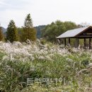 [마감-김해]봉하마을 아우름길과 화포천 생태습지길(10/26 토요일) 이미지