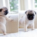 행복한강아지 이미지