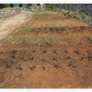 바다요정 이미지